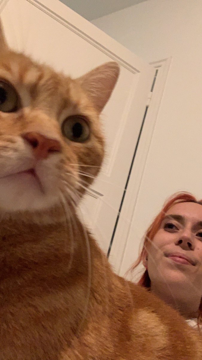 shankschatroux's tweet photo. Bonsoir de la team roux #cat #ginger #family https://t.co/72Yc8FbvuP