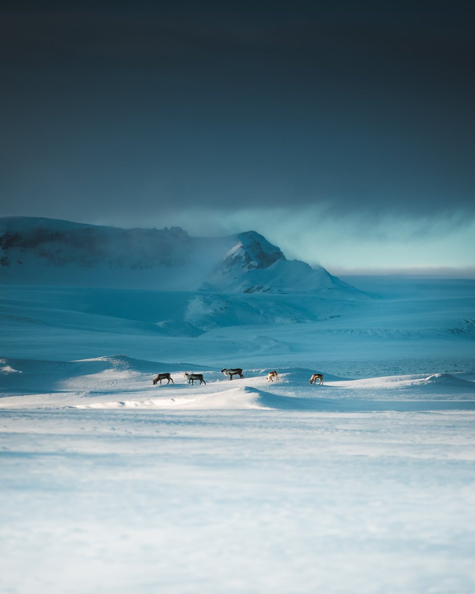 benjaminhardman's tweet photo. Glacial backdrops.
Been quiet the last days enjoying a little holiday up North. So much snow ❄️ https://t.co/dZnUO7kw6N