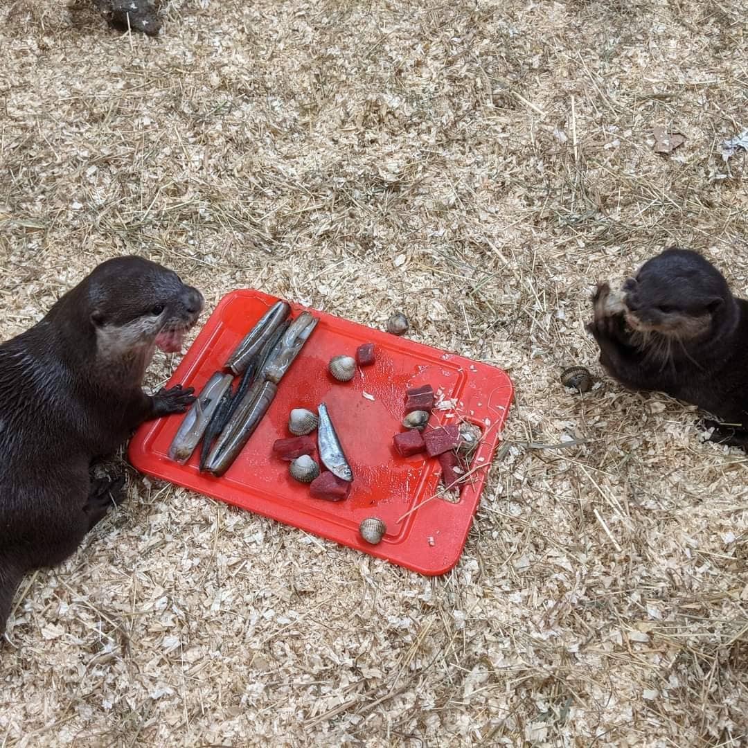 Happy Birthday Smartie! 

Our male Asian short-clawed otter Smartie is turning 10 years old today! Help us wish him a happy birthday by commenting below and sharing your best photos our our handsome chap!