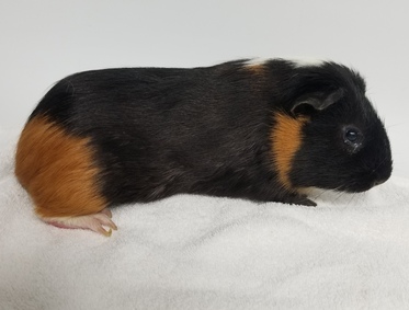 lichirescue's tweet photo. #BACC Adorable Young #GuineaPigs need RESCUE! Won't you help? #NYCACC #Rescueme #Adoptme #AdoptDontShop #Adoptashelterpet https://t.co/P0UNtweejy