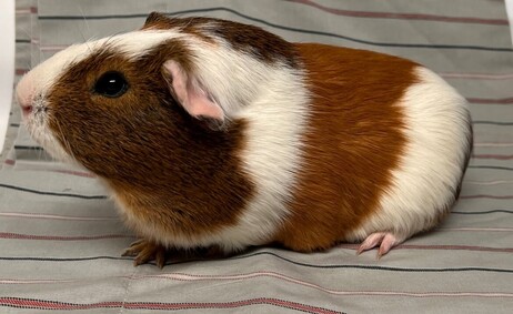 lichirescue's tweet photo. #BACC Adorable Young #GuineaPigs need RESCUE! Won't you help? #NYCACC #Rescueme #Adoptme #AdoptDontShop #Adoptashelterpet https://t.co/P0UNtweejy