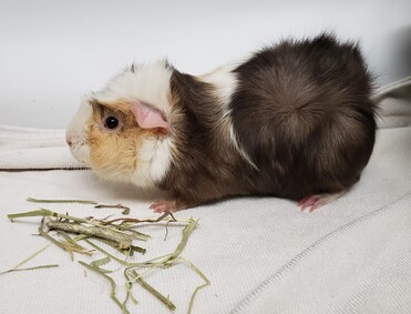 lichirescue's tweet photo. #BACC Adorable Young #GuineaPigs need RESCUE! Won't you help? #NYCACC #Rescueme #Adoptme #AdoptDontShop #Adoptashelterpet https://t.co/P0UNtweejy