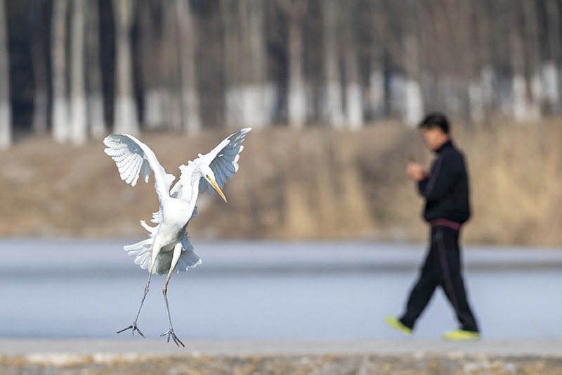 【汾河鷺影】12月28日，白鷺在太原市汾河濕地公園內覓食。冬日，成群的白鷺在位於山西省太原市的汾河濕地公園內嬉戲覓食。近年來，山西省大力推進汾河流域生態修復，隨著生態環境的不斷改善，來汾河濕地棲息的鳥類越來越多。