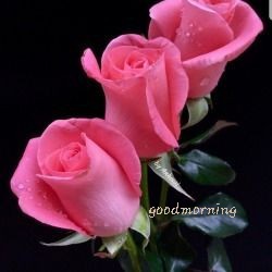 It is in the moment of decisions that your destiny is shaped. - Anthony Tony Robbins #quotes #upliftingquotes #goodmorning #goodmorningwishes #flowers #roses #inspiration #motivation #motivationalquotes #wednesday #pinkroses #love #decision