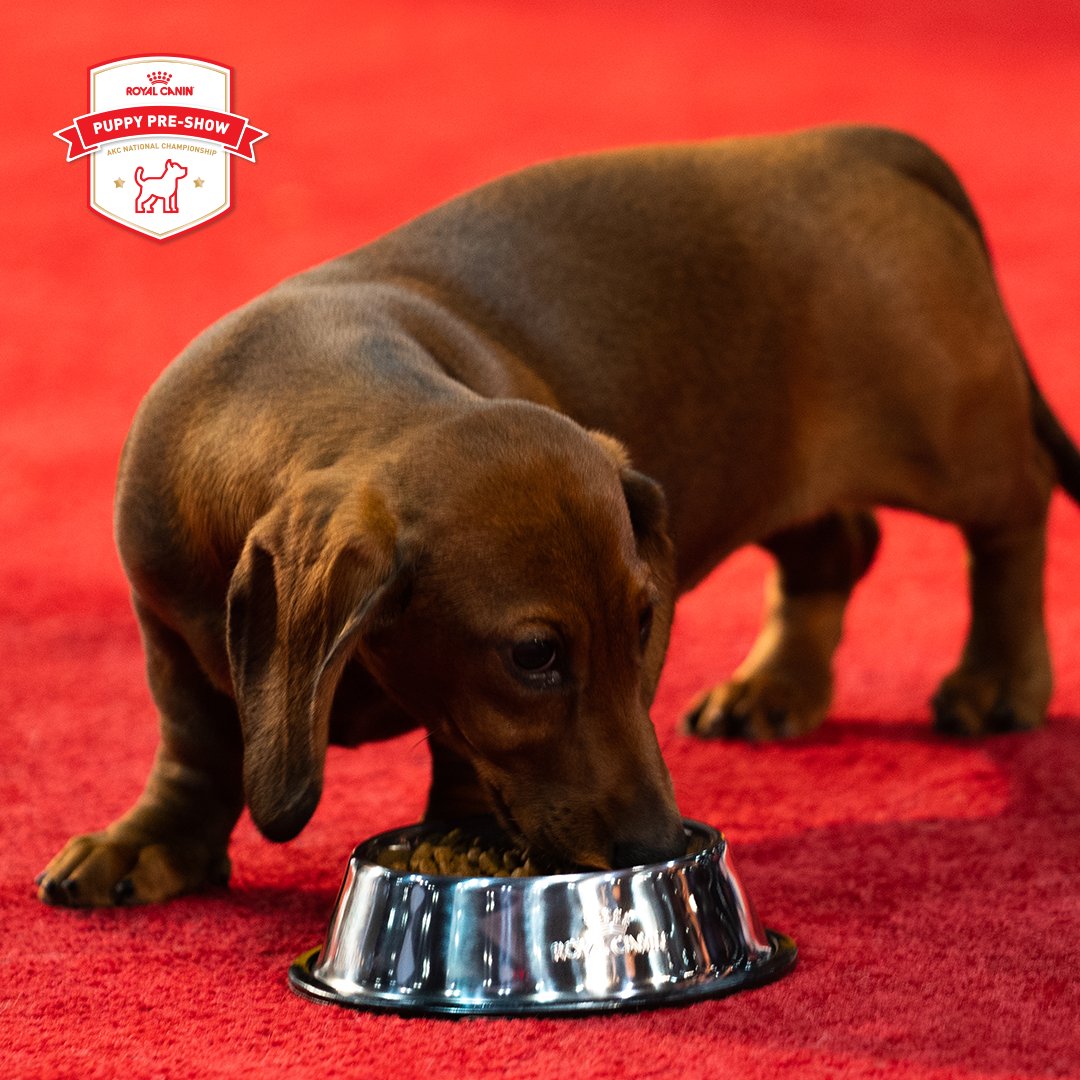 Tune into <a href="/RoyalCanin/">RoyalCanin</a>'s Puppy Pre-Show on 1/2 at 12pm ET on their social channels as they celebrate the magnificence of puppyhood and the dogs destined to be future champions. The AKC National Championship will air later that day at 2pm ET. #RoyalCaninPuppies #AKCDogShow #ad