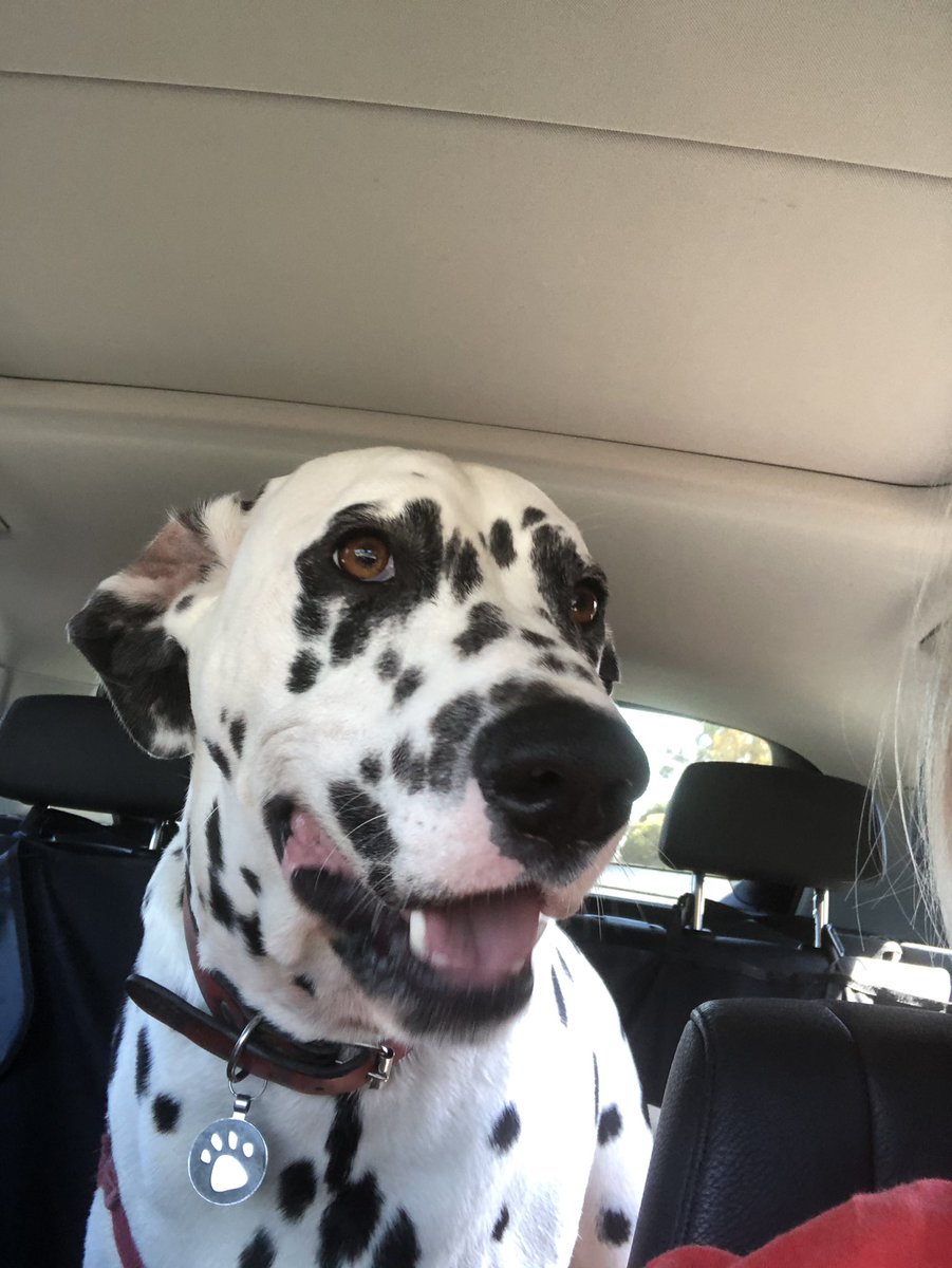 MoorabbinManiac's tweet photo. Going to the Dog Beach #JakeyBoy https://t.co/qDyB0khSrb