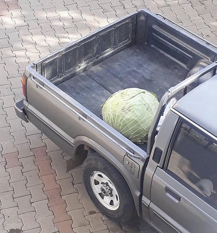 truthoftouchdr's tweet image. Cabbage for the Season✔️
#cabbage