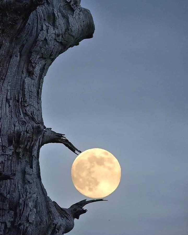 gecbsa's tweet photo. From Facebook's 'A Solo Traveler' photo by Christophe Nay:

----- What would George Bailey (lasso-er of the Moon) have to say about this?

If you know about lassoing, George Bailey, or a bit about the moon, please let us know in a comment or msg. to SocialMedia@GEC-BSA.Org . https://t.co/y2gYyULaFs