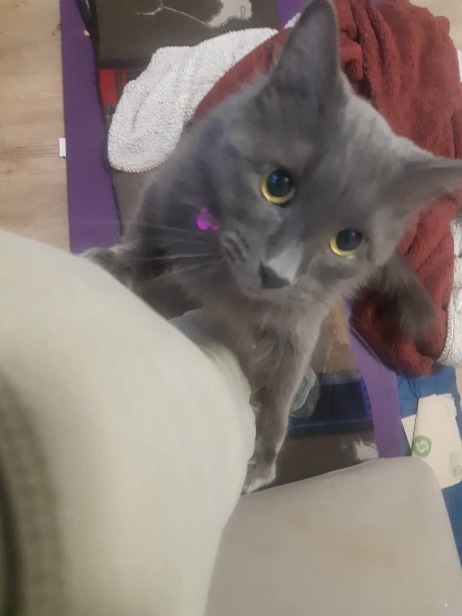 I'm now a scratching post and he's stuck.