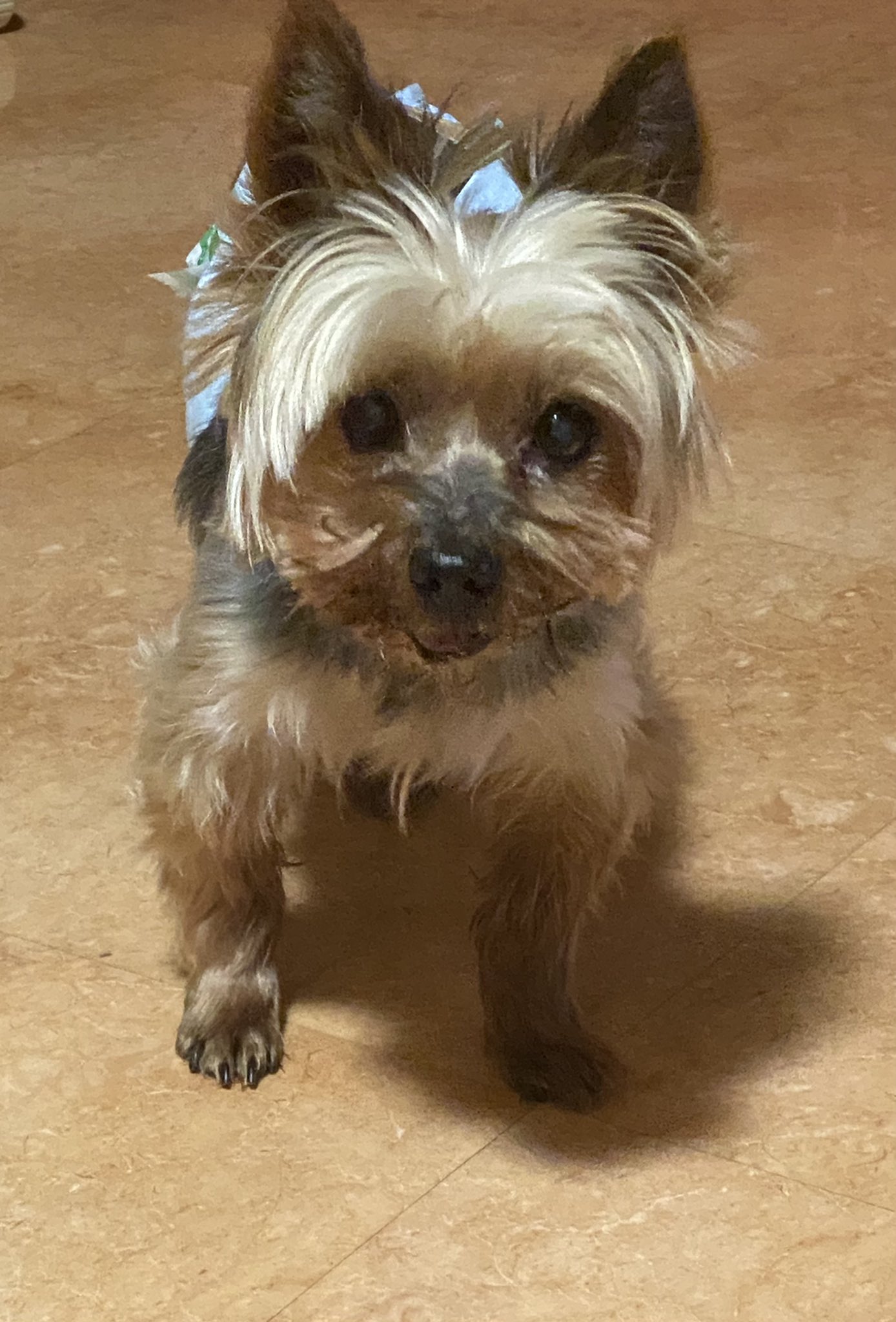 16歳犬 Twitter Search Twitter