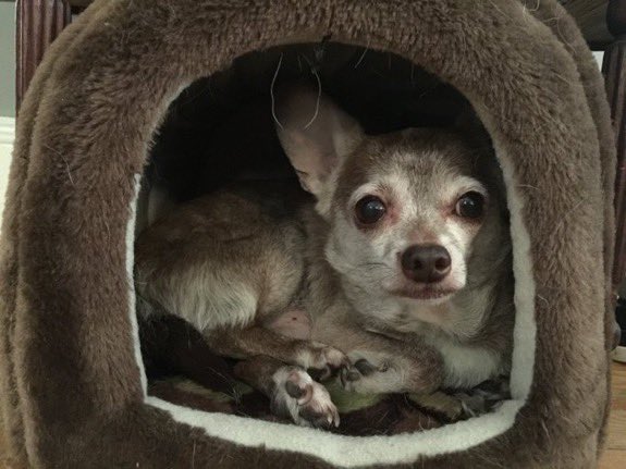 SpankyDecker's tweet photo. Spanky in his top secret hideout. #puppy #Chihuahua https://t.co/HuGRMy6ReD