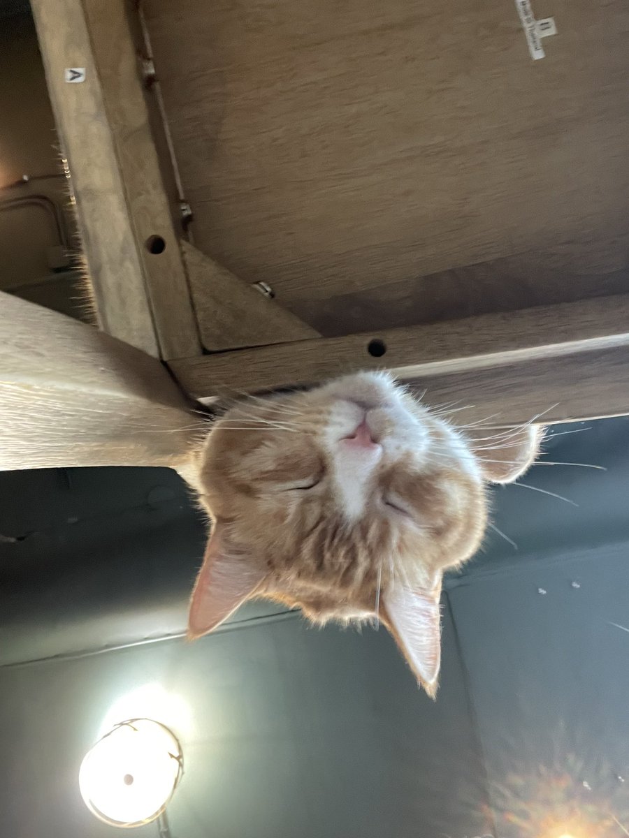 dazedkitty's tweet photo. @JortsTheCat please look at the sweetest Jorts merch in Seattle - this is Boo-Boo, he’s 8 years old, and i refer to him as a 20 lb. potato. here, he has fallen asleep completely upside down. he can be adopted through the Seattle @Meowtropolitan cat cafe 🧡🐾 https://t.co/FvG15DSfaG