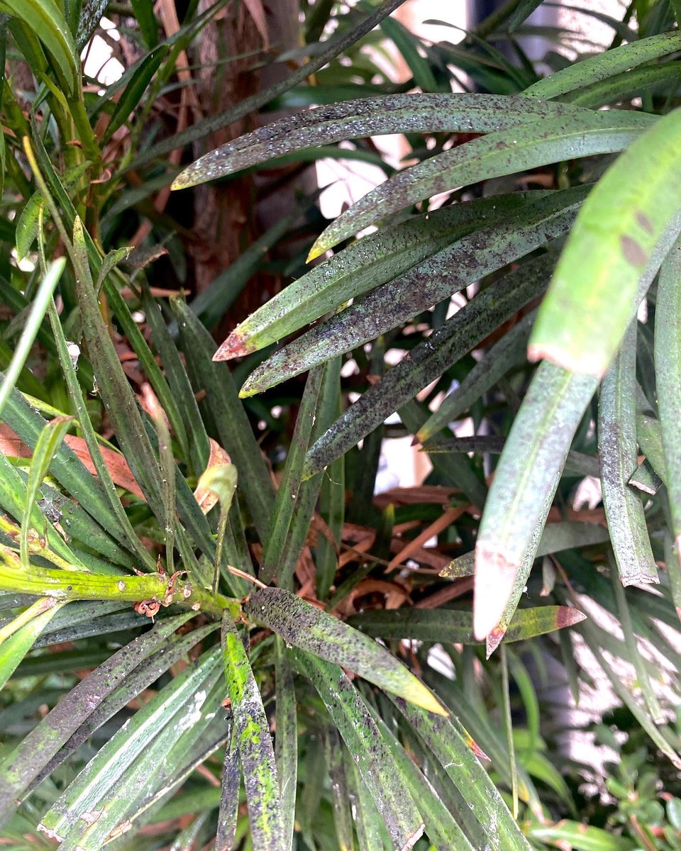 I spent 22 minutes on my 30 minute walk taking photos of this podocarpus aphid infestation.

AAAND they say the week between Christmas and New Years is always so unproductive. Ha! I sure proved them wrong!!!!!!!!!!!!!!!!!!!!!!!!!!!!!