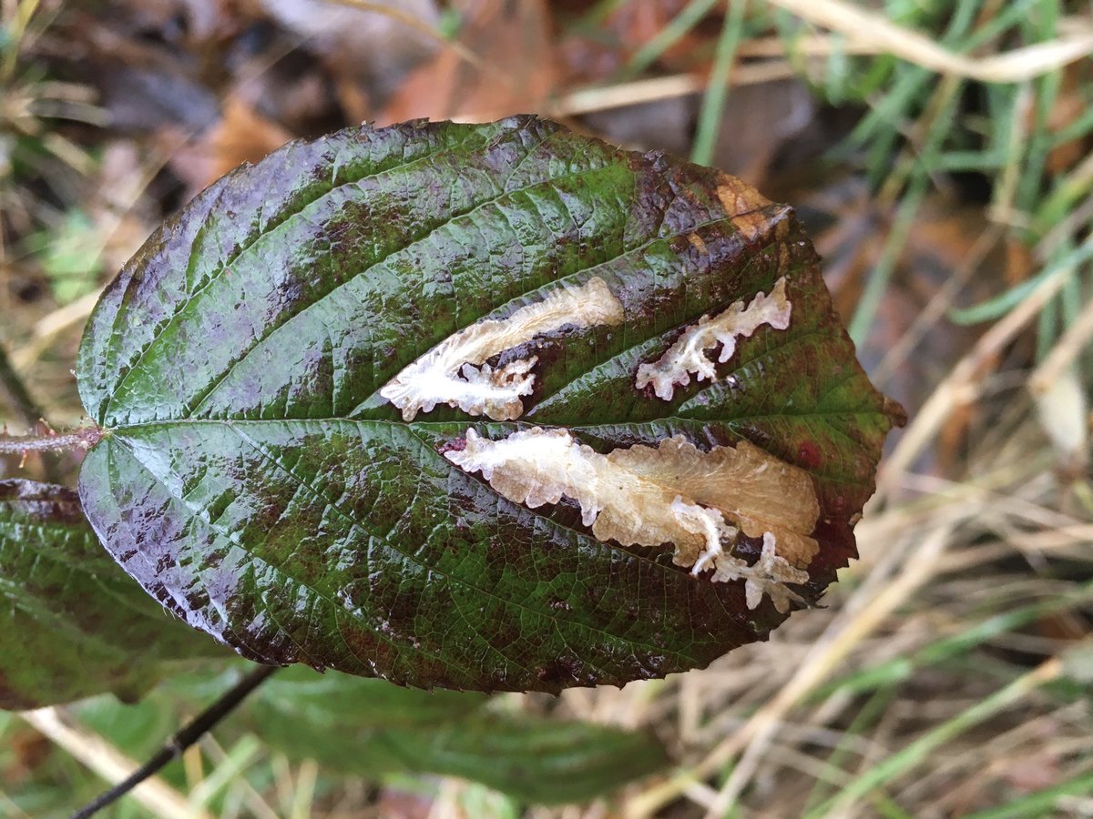 eggboxenvy's tweet photo. Coptotriche marginea mines on bramble at Boggle Hole πππ΄ββ οΈ#VC62 https://t.co/TCRDOfOyxZ