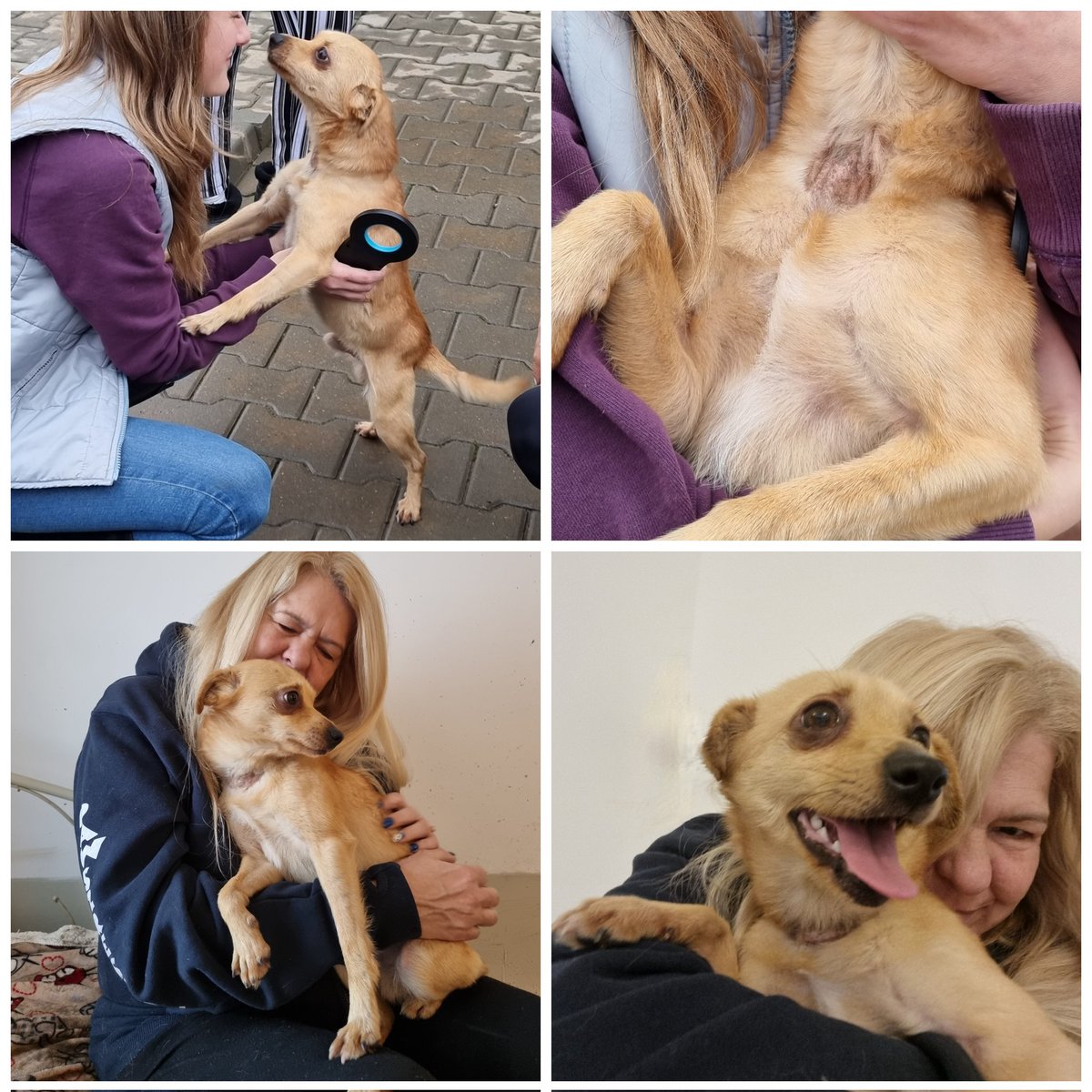 Paws2RescueUK tweet media