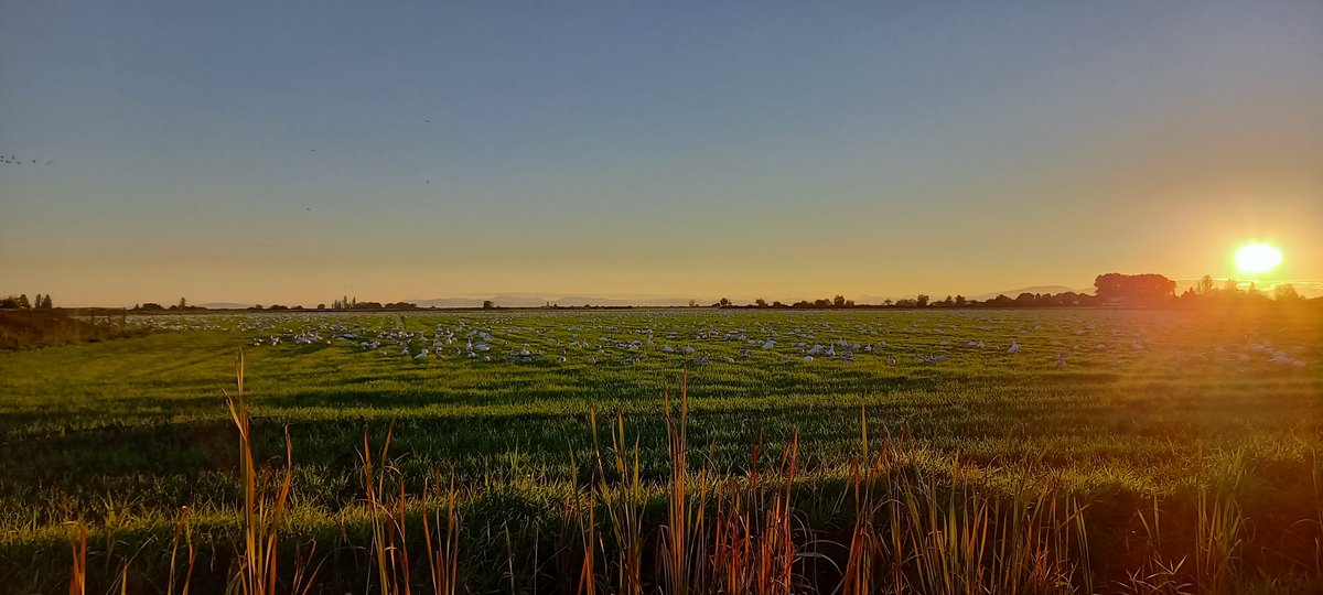 charmarshall3's tweet photo. I love seeing how the farm fits in the landscape. It sits within an internationally important area for birds. Particularly migrating snowgeese, who show up in huge numbers - one of the most amazing things I have ever seen. https://t.co/am7Aqs6JxR