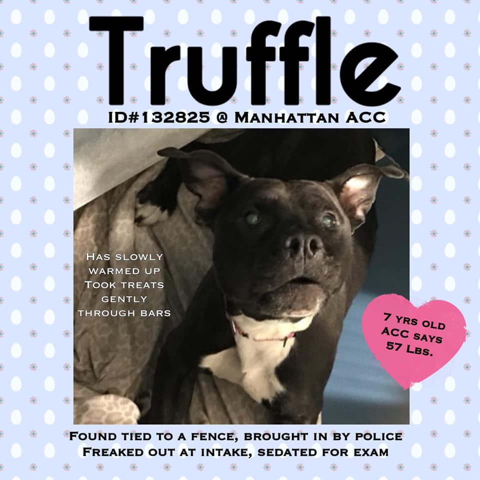 NMBewitched's tweet photo. 😡😭Truffle😭😡
#NYCACC
#132825
🆘️Kill Command🆘️
Could not even wait ONE day
#Pledge & #Share
We Need a Hero Fast
#Foster
nycdogslivesmatter@gmail.com
Poor Scared Senior
Responds to Kindness
So Wrong😰
Info👇 https://t.co/AsJjTkeMTH