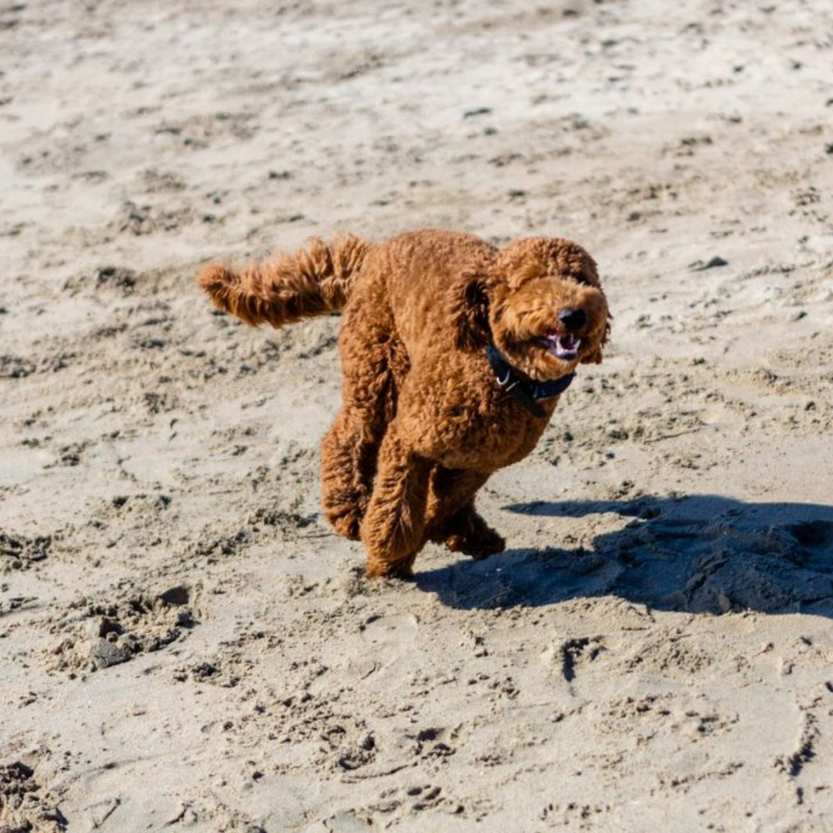 for_veterinary's tweet photo. To our patients this new year: May you have as much fun as you can before someone makes you stop. 🐶 #WeLoveOurPatients❤️#4TheAnimalsVetClinic https://t.co/Zh82OwW0AK