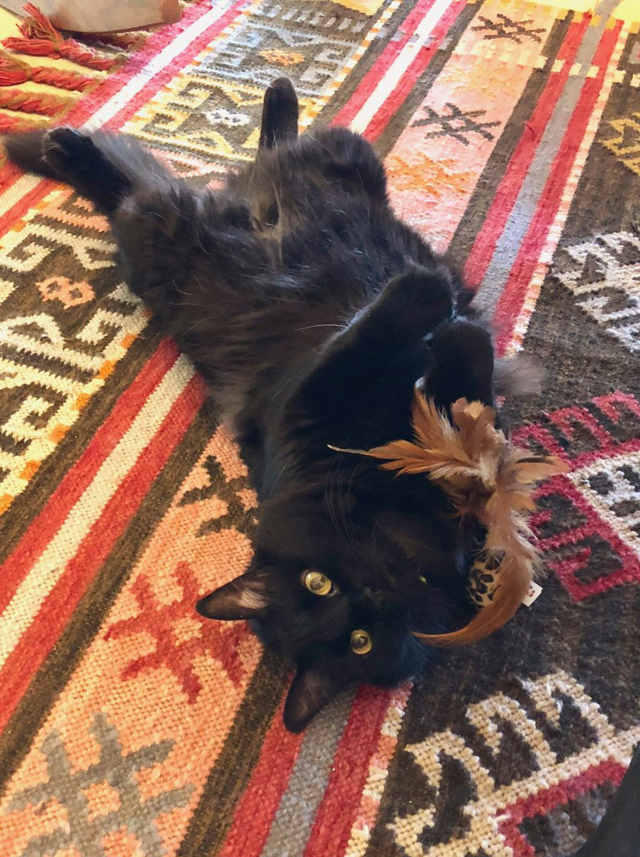 Sara "Sparky" Baumann ⚡️ tweet media