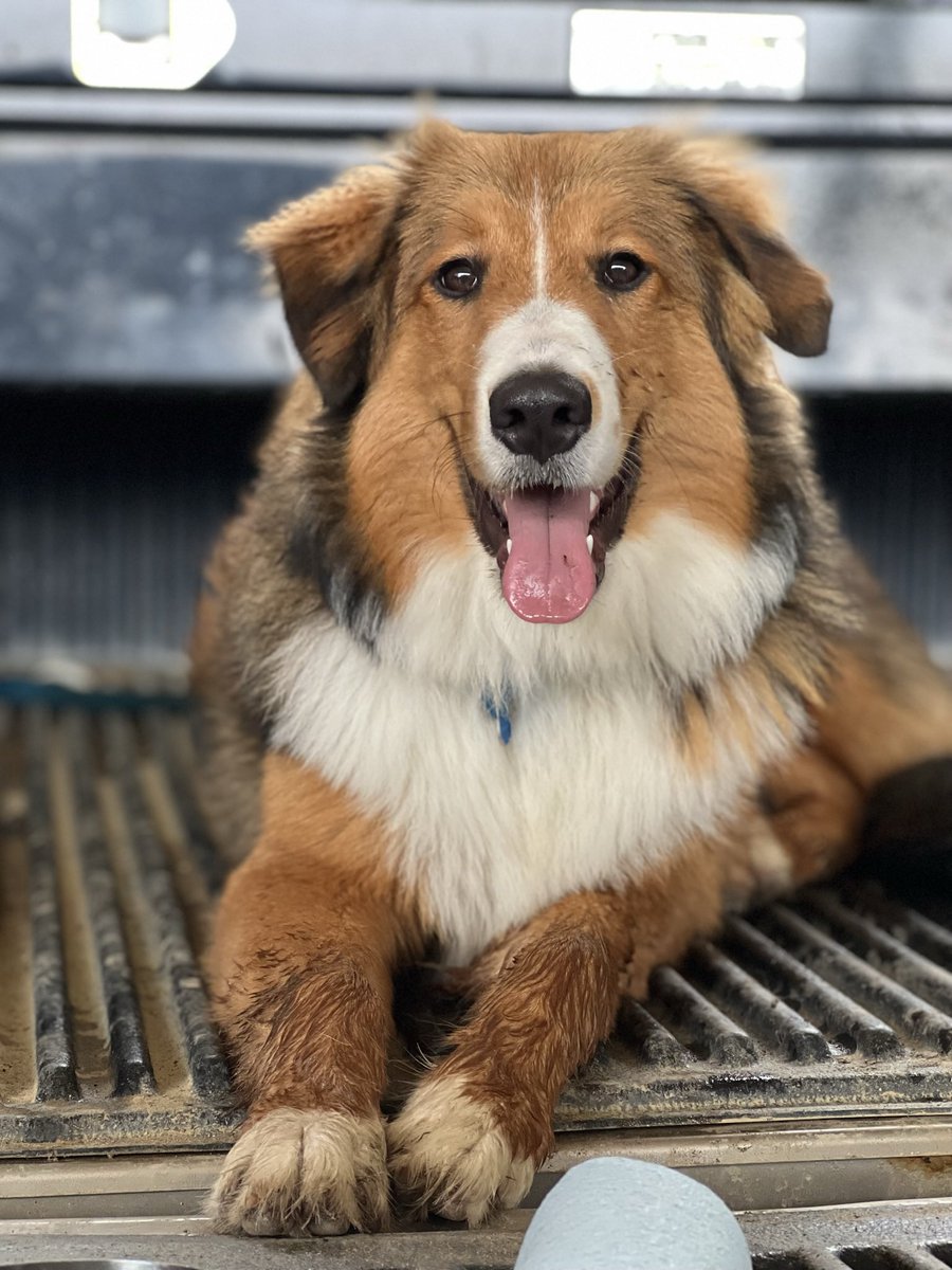 2018jclark's tweet photo. @MichelobULTRA Abigail🐾 https://t.co/YCqhtKTWPg