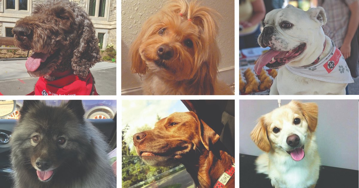 Saskatchewan Health Authority on Twitter "Therapy dog teams offer