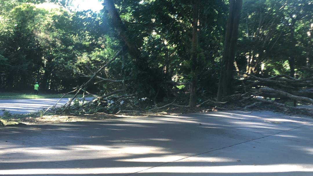Debido a la caída de un árbol en La Av. Central de #LaLagunita, se encuentra obstaculizado el canal de bajada, impidiendo una vialidad normal. Mientras el equipo de PC_ElHatillo habilita la vía retirando el árbol, los vehículos pueden circular por el canal de contraflujo.