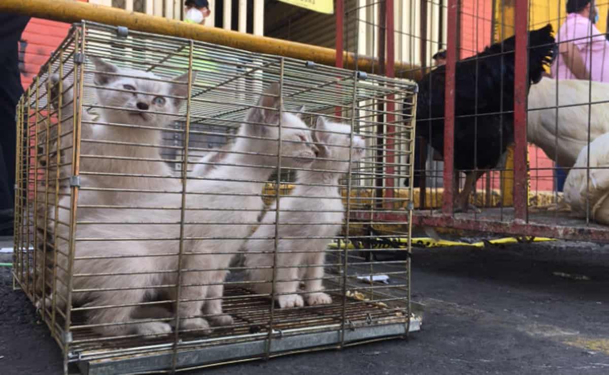 Naturaleza Animal tweet media