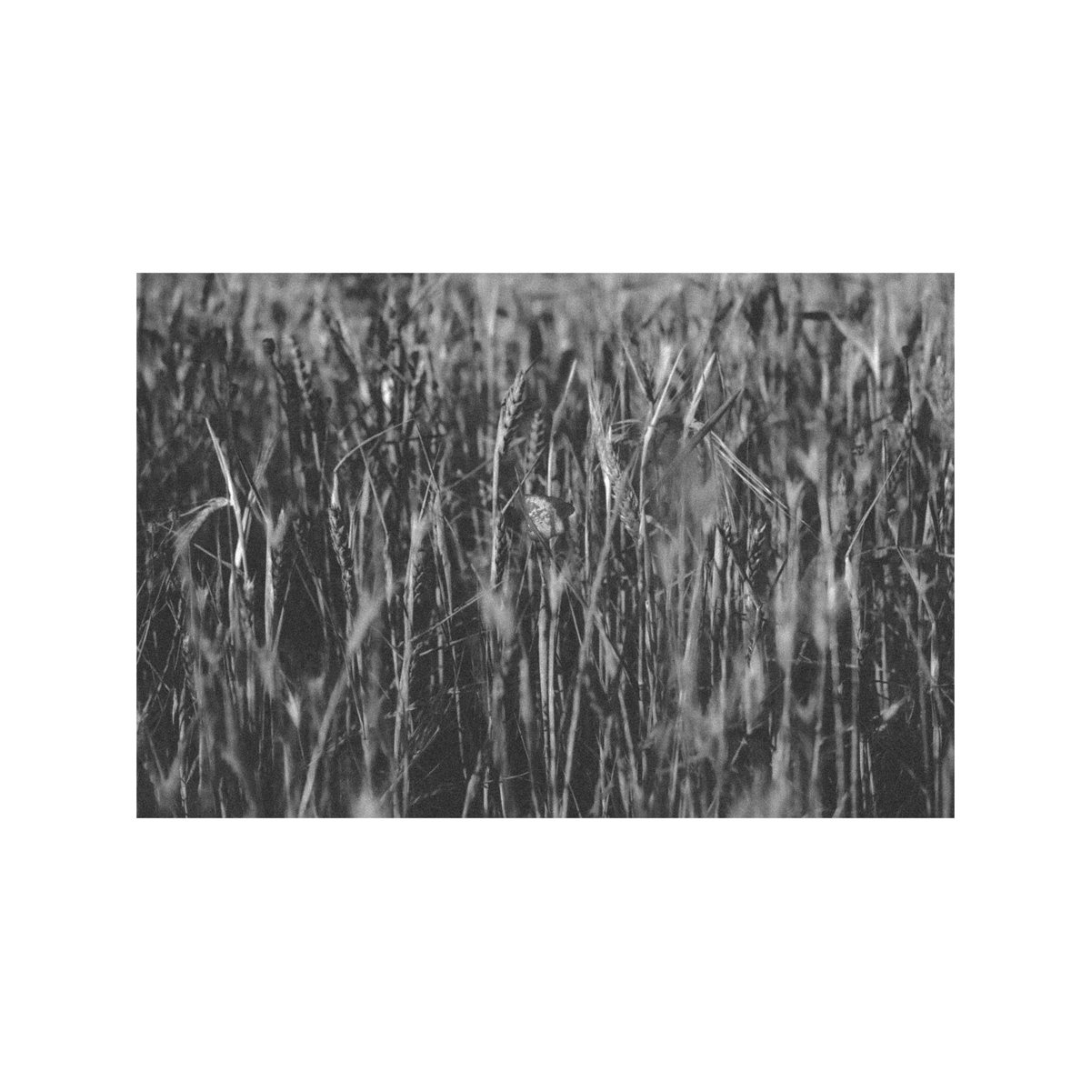 albafluxus's tweet photo. The bnw nature https://t.co/ccX2H8MxxS