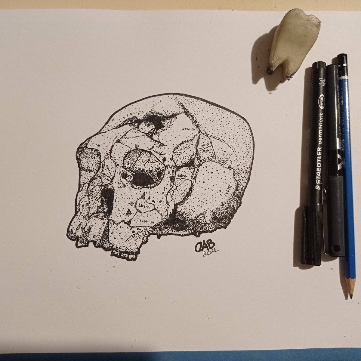 AntoniettaDelB2's tweet photo. Cranium number 16. Sima de los Huesos, #Atapuerca. Recovered in 2018. Drawing by me to kill boredom with pilot n°o.5.  #Simadeloshuesos #draw #anthropology @FATAPUERCA https://t.co/Qokz3TcHqb