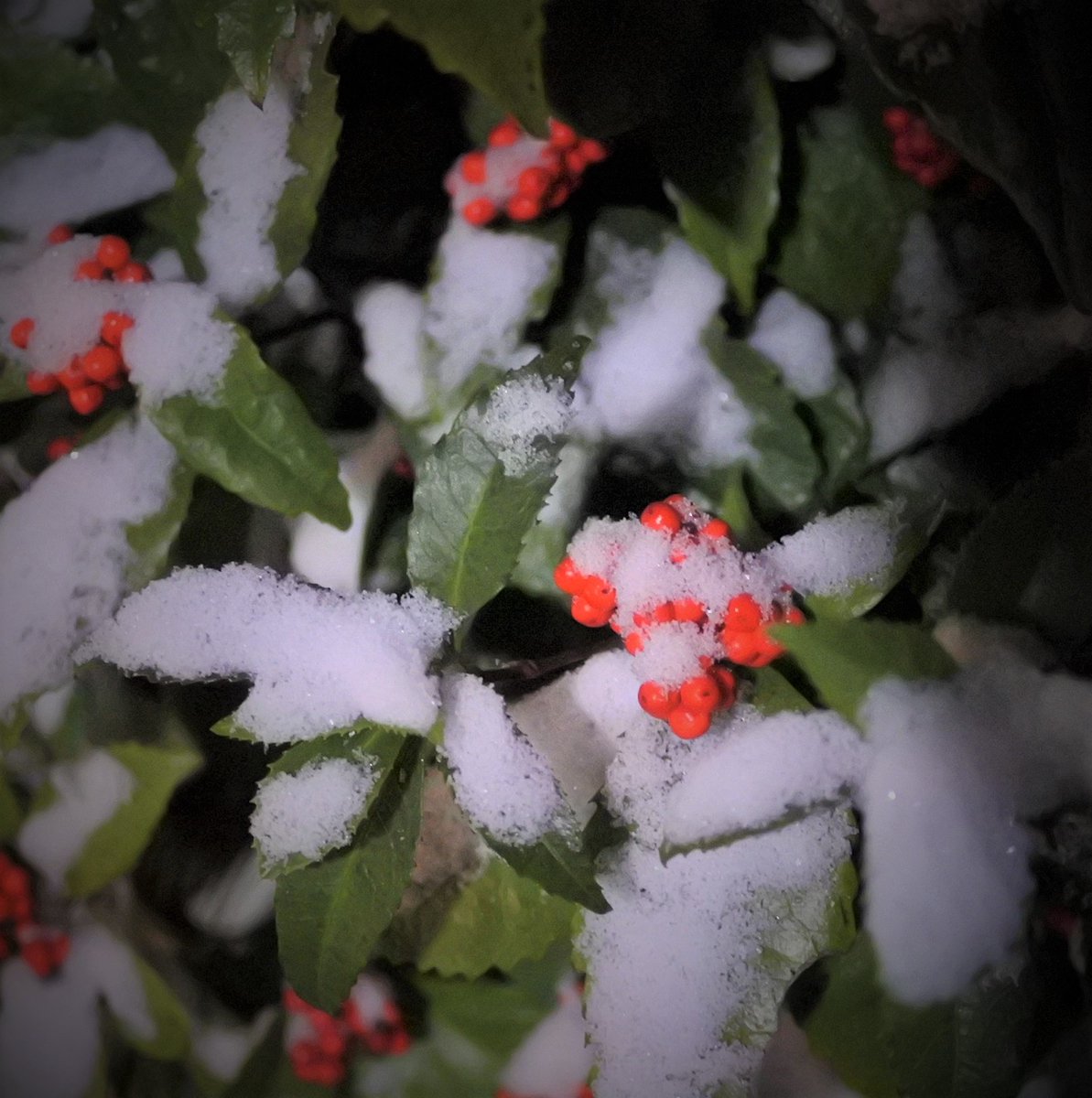 ohnok1's tweet photo. 名古屋からおはようございます
師走に事件、事故が
有りませんように
+雪と千両
Snow and Senryo.
#snow #senryo https://t.co/96BrMQeWGS