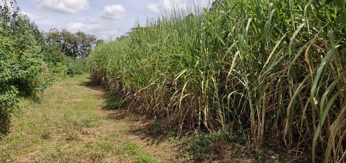 LtdCathy's tweet photo. Dry and very hot. Malanga,  Kabras. #SugarCaneKenya. https://t.co/RcW2MswmNM