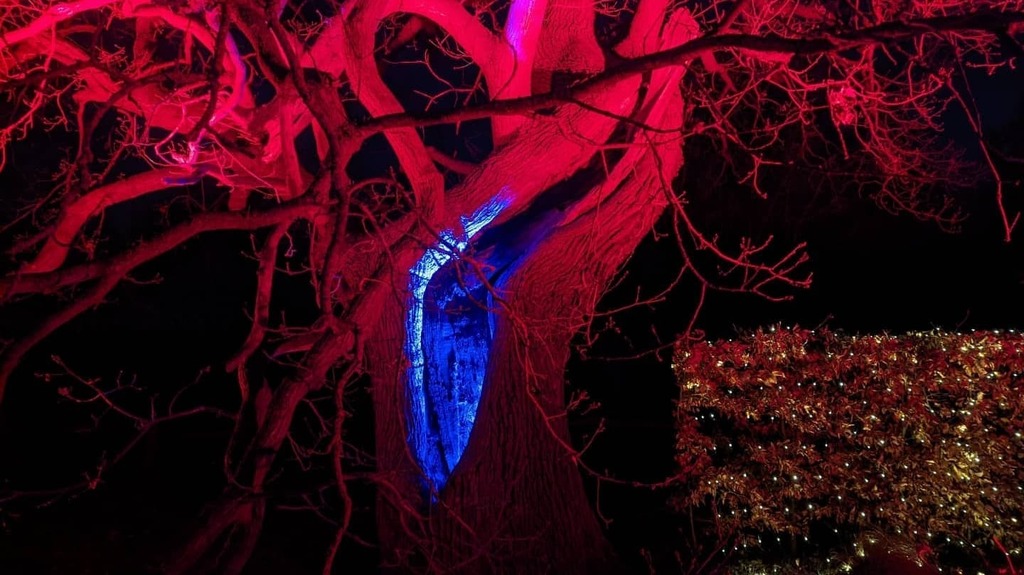 MJFHorticulture's tweet photo. Lighting up the h̶a̶z̶a̶r̶d̶ habitat! 
#habitat #managedhazard #veterantree https://t.co/ersqdZQX7d https://t.co/q2Qg7OGluX