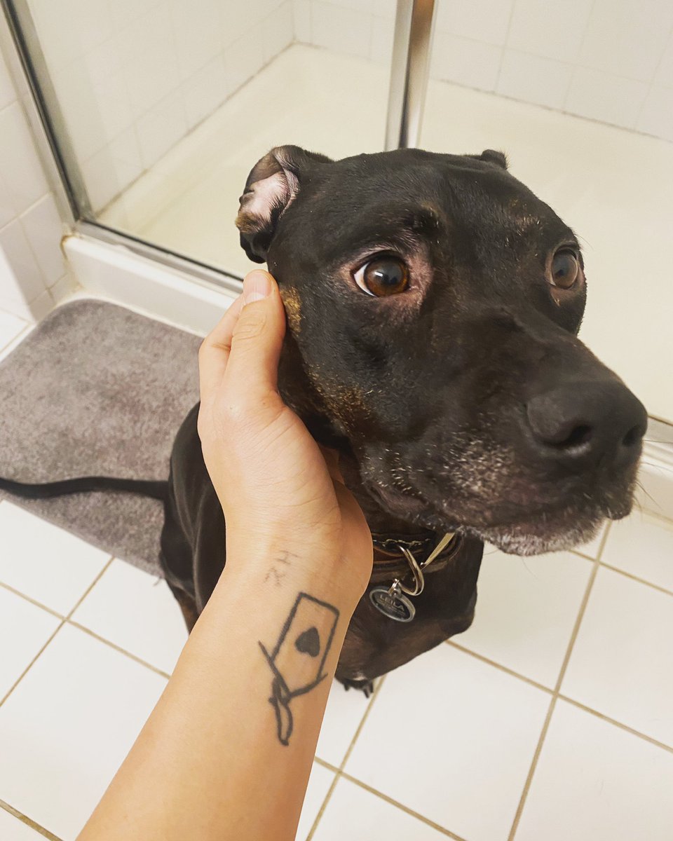 JaySakong's tweet photo. Sometimes being a dog parent means sitting down to pee so that you can give her pets https://t.co/NweDfoVsl4