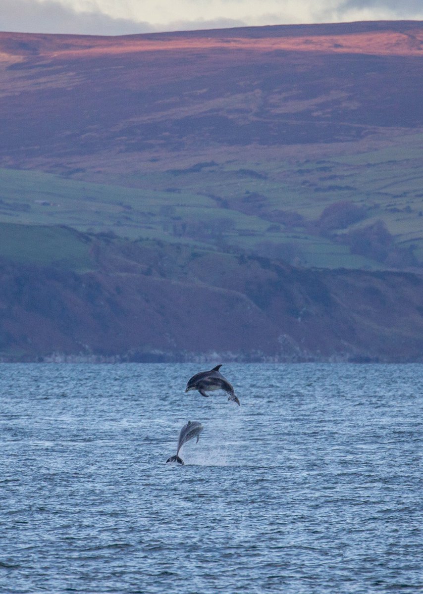 Glens of Antrim 
#glensofantrim #NorthernIreland #Dolphins #nature #naturelovers
