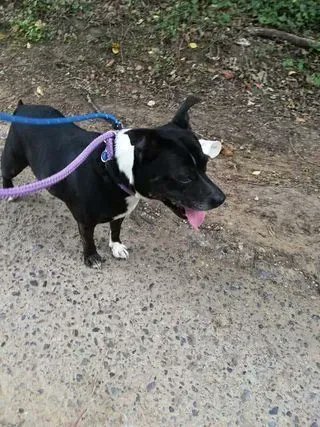 NWDogRescue's tweet photo. Good day, I'm Rocky and I am in Fareham  and looking for a furever home.  I'm a bit bouncy and jumps up, but I'm keen to learn, especially if you have treats :)
Please RT details
https://t.co/Mra02cwNEI https://t.co/TjPu3yVgbp