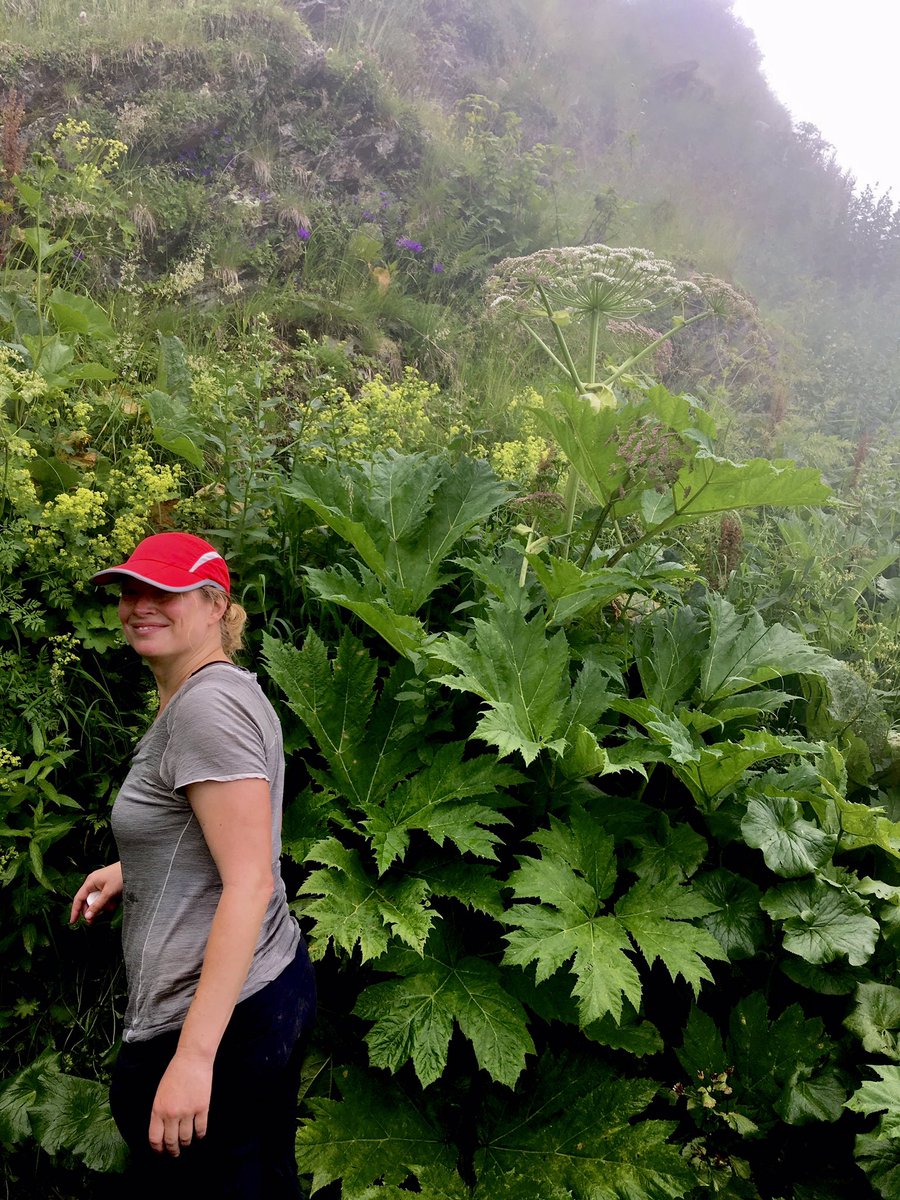 Much maligned in the UK but a real treat to see in habitat - Giant #hogweed is a seriously dramatic #plant!