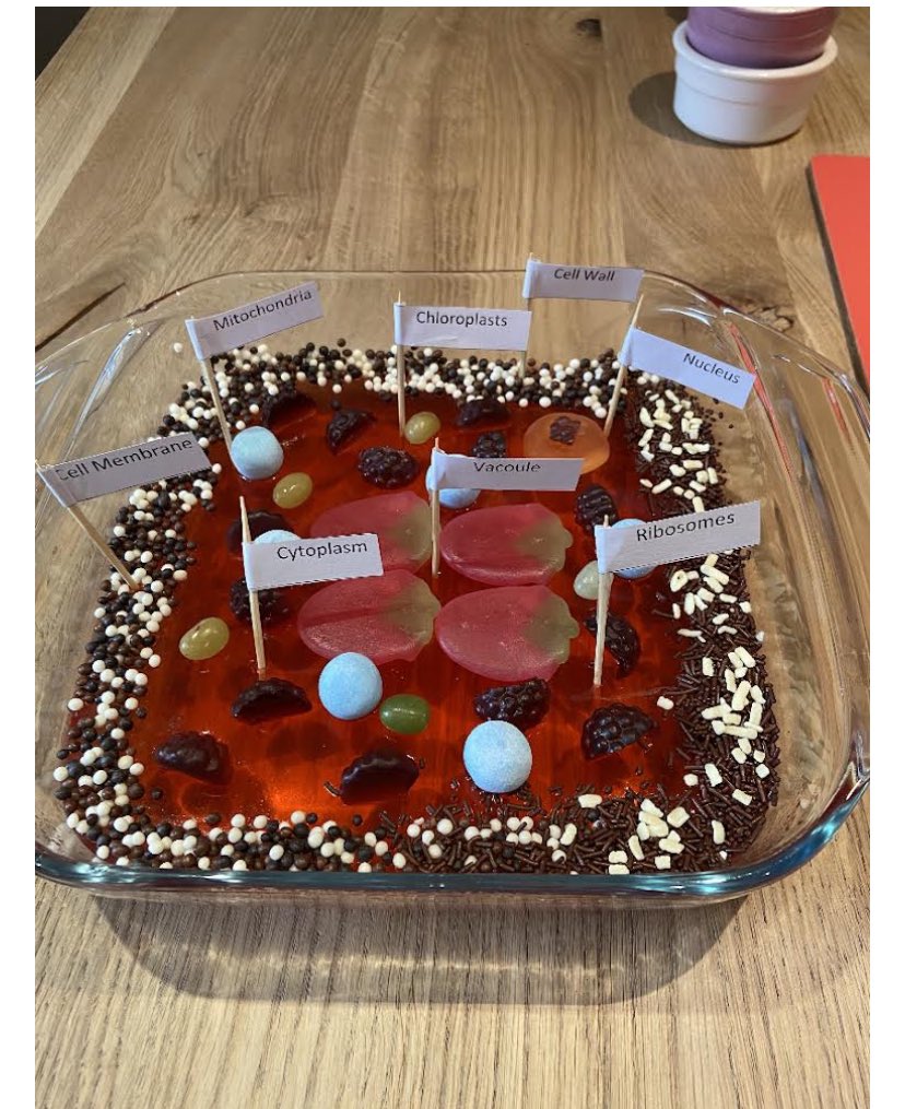 SackvilleKent's tweet photo. Remembering the wonderful model cells our #Y7 made in #biology at the end of this term when our #Students were studying the different types of cell and what each part of the cell did. #thriveatsackville @SackvilleKent @SackvilleSciDpt @SackvilleCreate #inspiringlessons https://t.co/VMEjR1YKrF