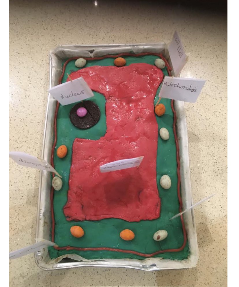 SackvilleKent's tweet photo. Remembering the wonderful model cells our #Y7 made in #biology at the end of this term when our #Students were studying the different types of cell and what each part of the cell did. #thriveatsackville @SackvilleKent @SackvilleSciDpt @SackvilleCreate #inspiringlessons https://t.co/VMEjR1YKrF