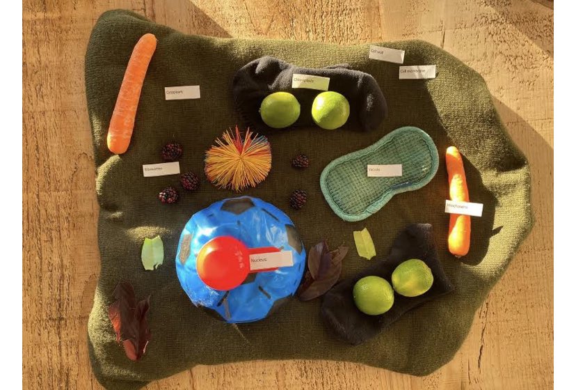 SackvilleKent's tweet photo. Remembering the wonderful model cells our #Y7 made in #biology at the end of this term when our #Students were studying the different types of cell and what each part of the cell did. #thriveatsackville @SackvilleKent @SackvilleSciDpt @SackvilleCreate #inspiringlessons https://t.co/VMEjR1YKrF