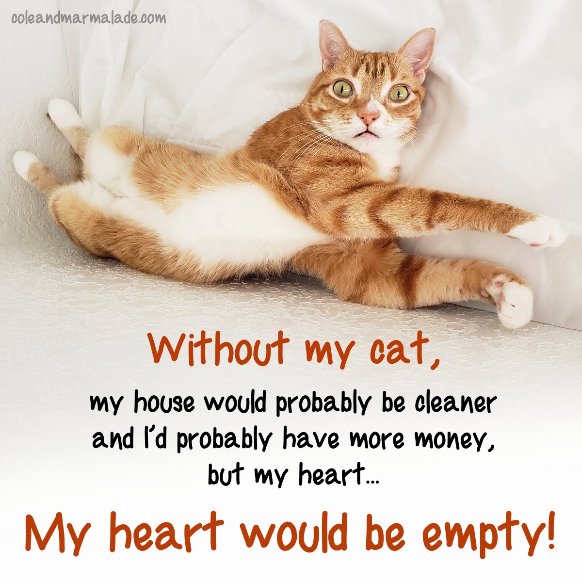 ColeTheBlackCat's tweet photo. The TRUTH! 😺❤️ https://t.co/hFxkPEL33B