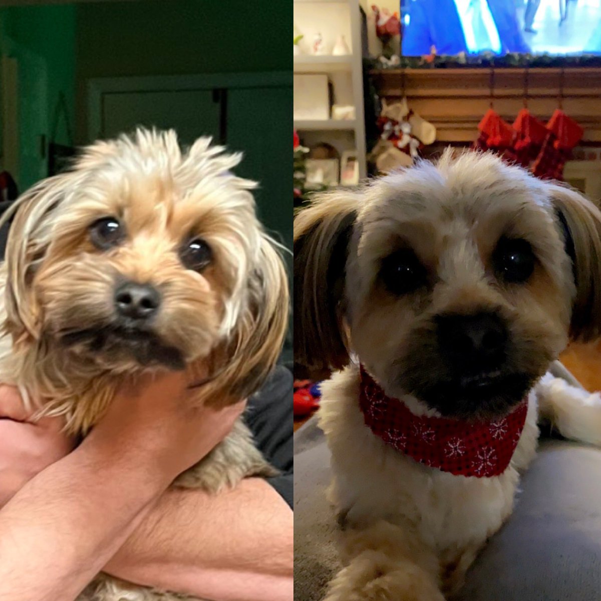 KariNotKarl1's tweet image. How is this this same@dog. 😂🤷‍♀️ 
#samedog #haircut