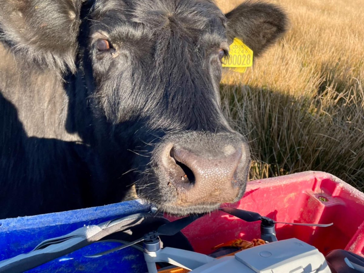 snapyn.tv tweet media