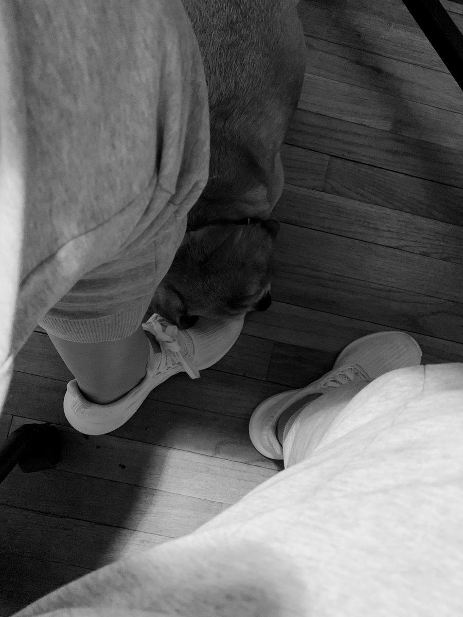 DripperPb's tweet photo. Sometimes, she decides to love me. 🥰😍🐶💚💚💚  #puggle #oldgal #dogsoftwitter https://t.co/o13upgHQ2k