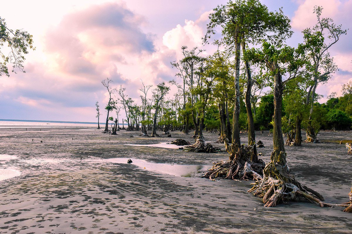 UCSBenioffOcean's tweet photo. From increasing investments in #bluecarbon to discoveries of two new #whale species, read our pick of the top #ocean news stories for 2021. 🌊https://t.co/Zr1bEd32lI https://t.co/iIoIeJhREG