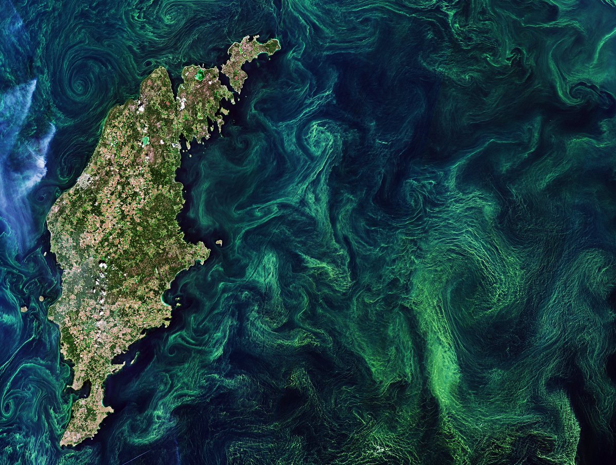 UCSBenioffOcean's tweet photo. From increasing investments in #bluecarbon to discoveries of two new #whale species, read our pick of the top #ocean news stories for 2021. 🌊https://t.co/Zr1bEd32lI https://t.co/iIoIeJhREG