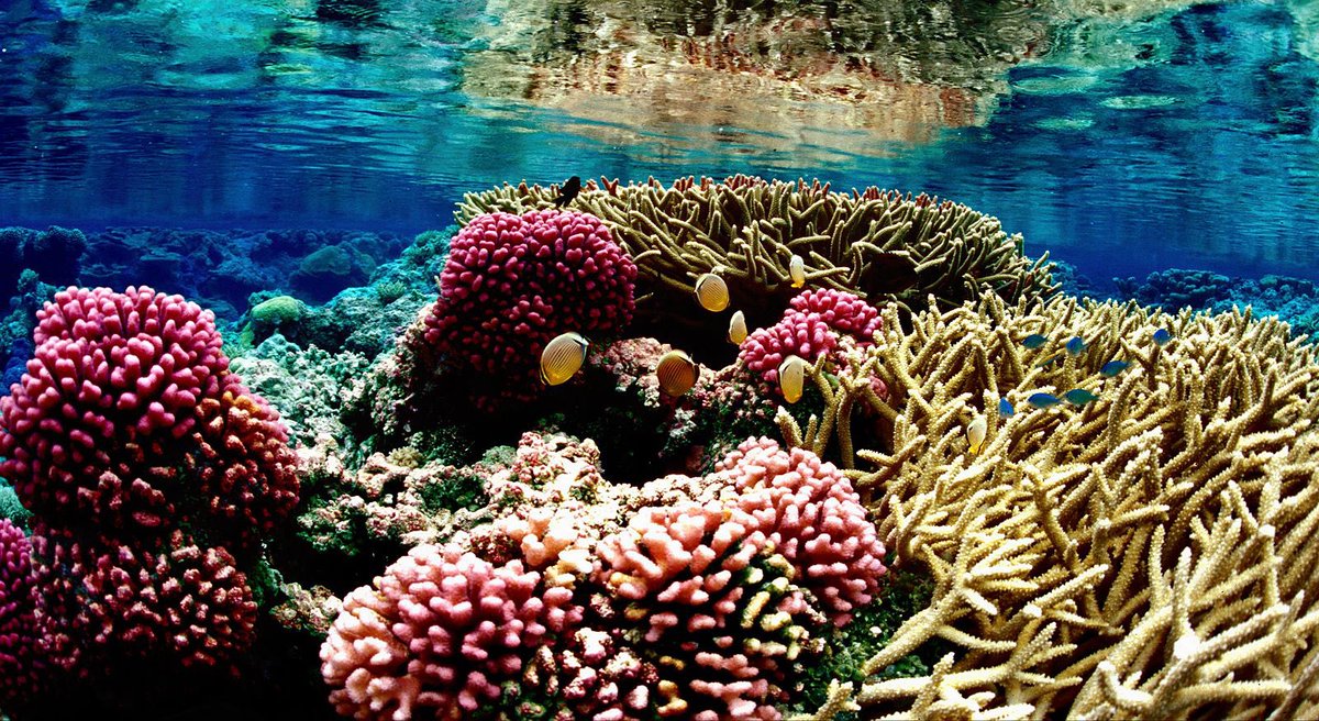 UCSBenioffOcean's tweet photo. From increasing investments in #bluecarbon to discoveries of two new #whale species, read our pick of the top #ocean news stories for 2021. 🌊https://t.co/Zr1bEd32lI https://t.co/iIoIeJhREG