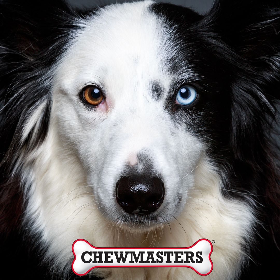 chewmasters's tweet photo. Does your dog have different colour eyes? It's called heterochromia and it's most common among these breeds: Australian cattle dogs, Australian shepherds, Border collies, Chihuahuas, Dachshunds, Dalmatians, Great Danes, Shetland sheepdogs, Siberian huskies, Shih Tzus https://t.co/bDp8hbp4kO