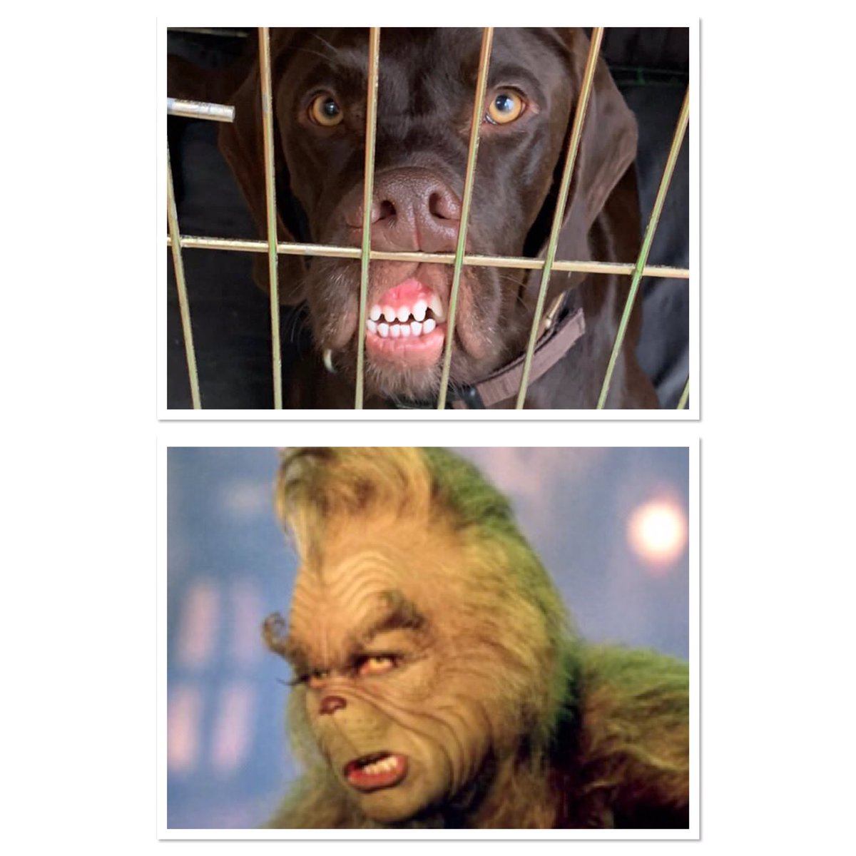 When your dog looks like The Grinch 🤣🤣🤣 #dogsoftwitter #dogs #ErniethePointer