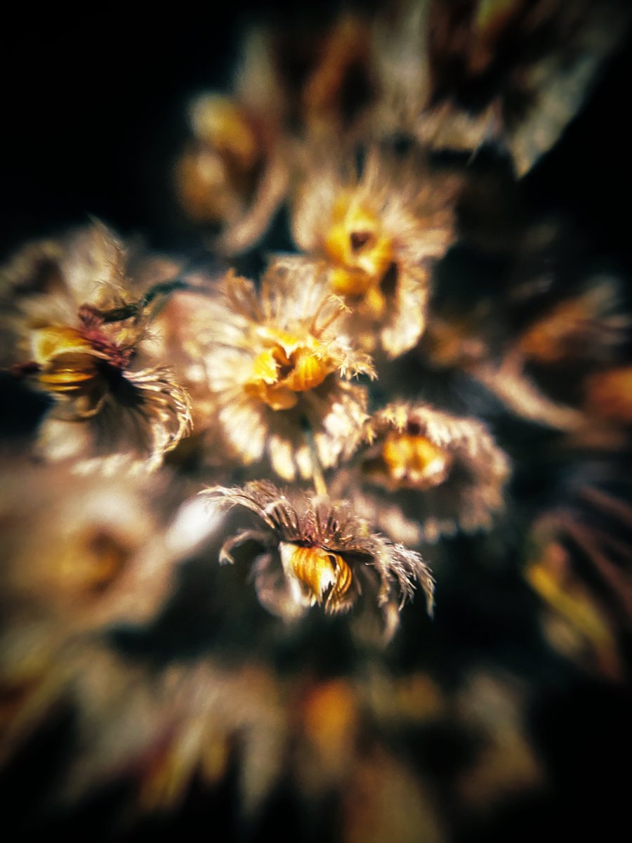ℝ𝕠𝕦𝕘𝕙 𝕓𝕖𝕒𝕦𝕥𝕪

#macro #Flower #flowerphotography #flowers #NaturePhotography #nature #TwitterNatureCommunity #macrophotography #beautiful #tinyflowers