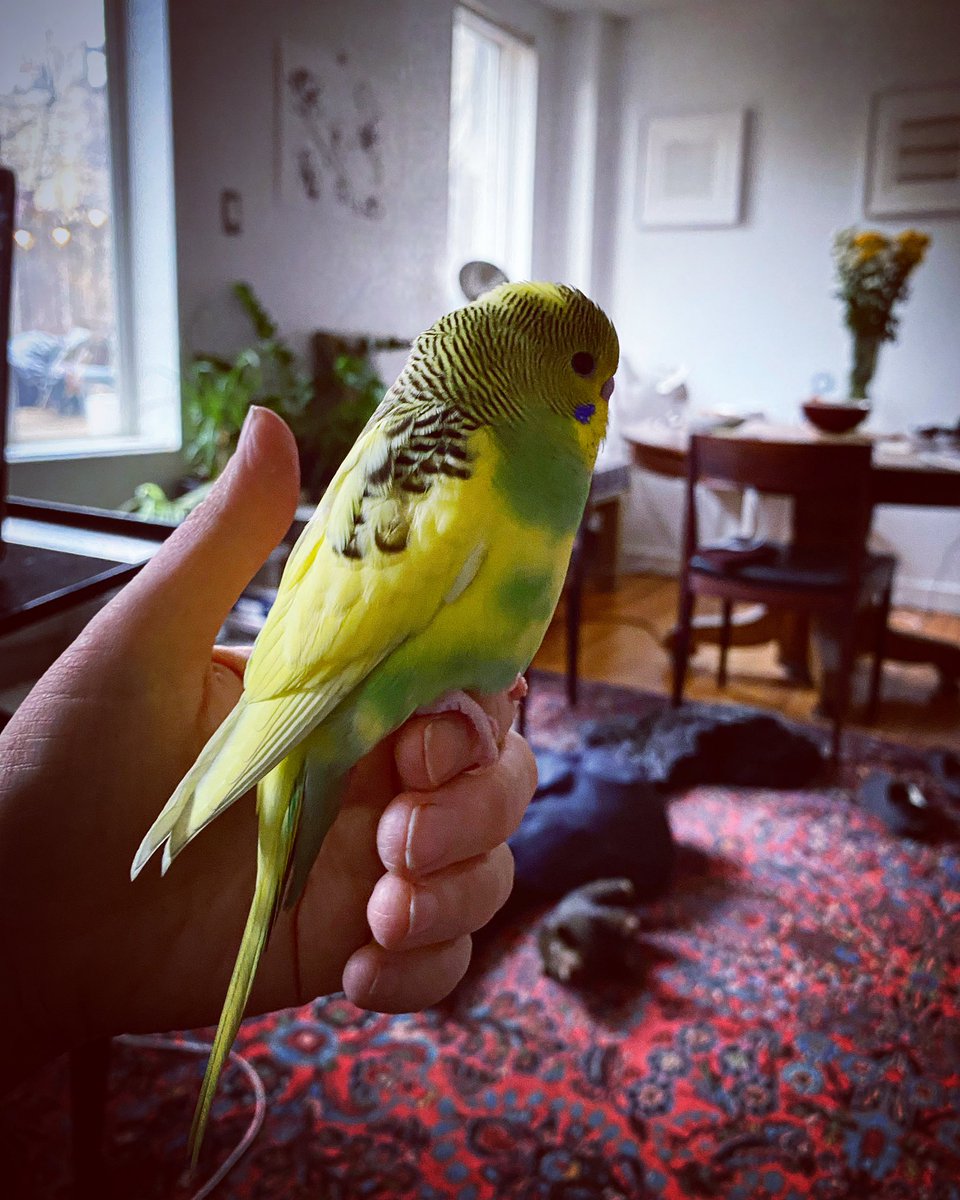 salrandolph's tweet photo. Lose a parakeet? This little budgie came to my window yesterday, and I coaxed her onto my hand and inside out of the winter cold. Found in Chelsea NYC on Dec 27. #lostparakeet #lostparakeetny #foundparakeet #lostbudgie #lostbudgieny #lostbird #lostpets #parakeet #budgie https://t.co/sMCSolb400